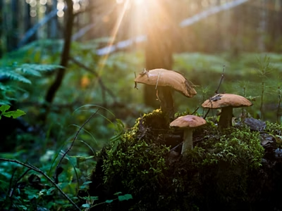 Light shining through a rain forest canopy onto mushrooms and ferns on the forest floor