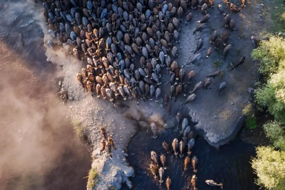 A herd of animals that look like water buffalo captured from above while crossing a river