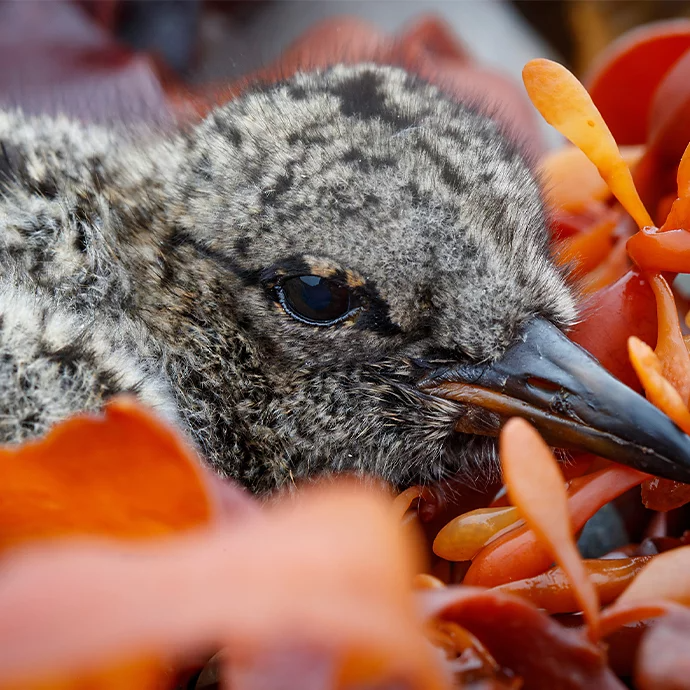 Close-up photo of a baby bird