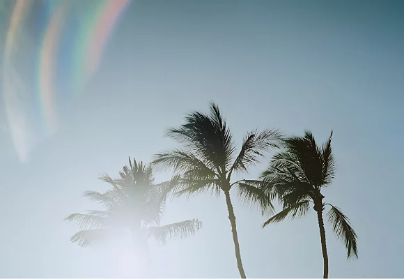 Rainbow lens flare being captured in the upper left corner of a brightly blown-out image of two palm trees