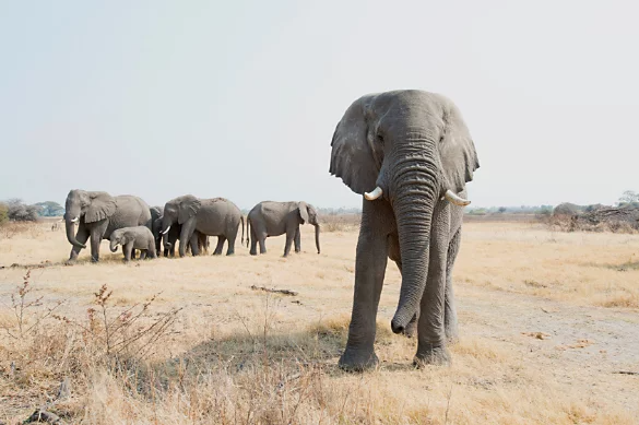 A single gray African elephant walking toward the camera after breaking away from the rest of the herd