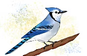 https://www.adobe.com/creativecloud/illustration/discover/how-to-draw-bird.html | Bunte Zeichnung eines Blauhähers auf Ast