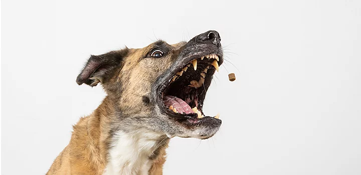 Action pet photograph of a dog catching a treat