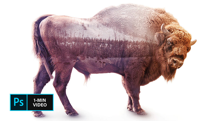 https://main--cc--adobecom.hlx.page/cc-shared/fragments/modals/videos/photography/discover/double-exposure-effect#video | Photo composite of a bison against a white background and a snow scene blended in with its body | :play-medium