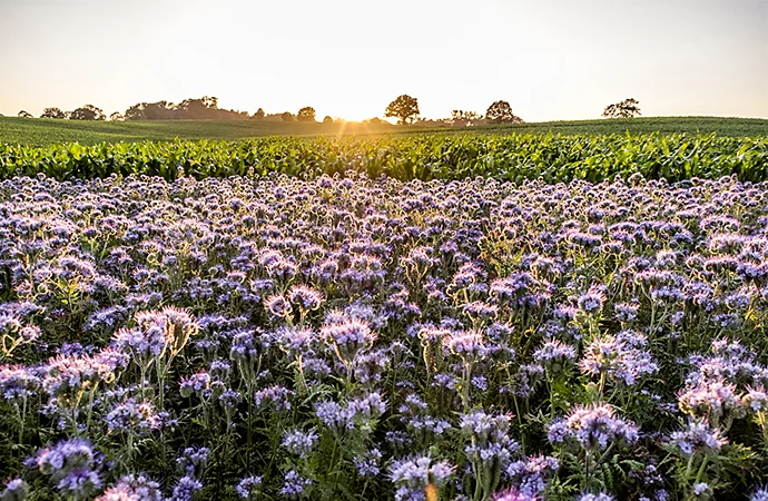 Field full of flowers with the sunrise along the horizon