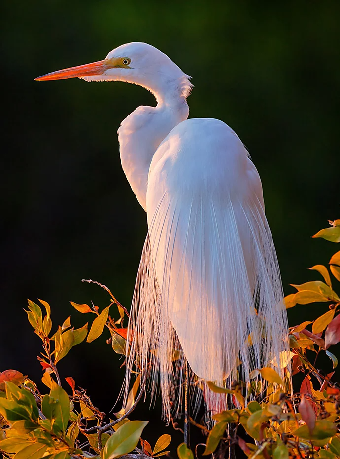 Photo of a white crane bird resting on a branch