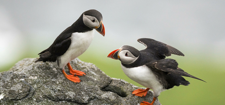 A photo of two Atlantic puffins standing on a rock together taken with a telephoto lens