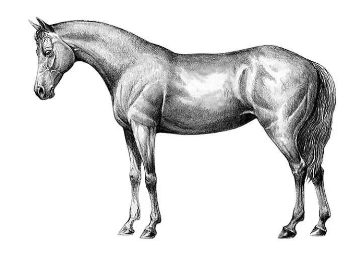 Cómo dibujar un caballo