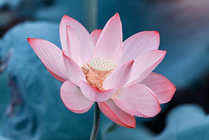 Primer plano de una flor con pétalos rosas, con un fondo oscuro y borroso