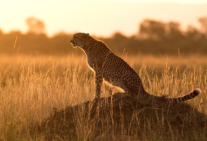 Imagen a contraluz de un leopardo.