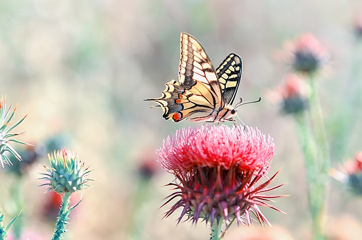 Mariposa sobre una exótica flor rojo con espinas en el tallo