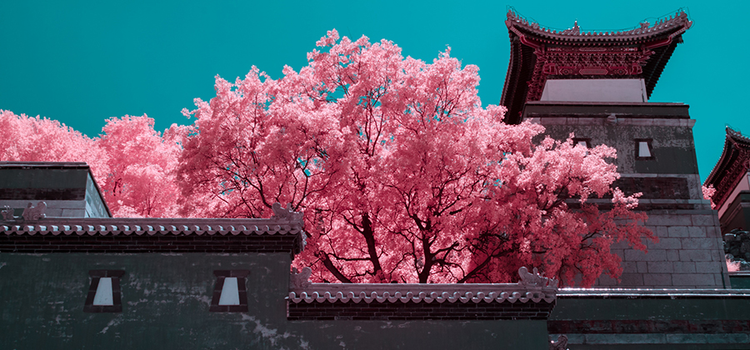 Fotografía infrarroja de un cerezo en flor junto a unos edificios tradicionales asiáticos