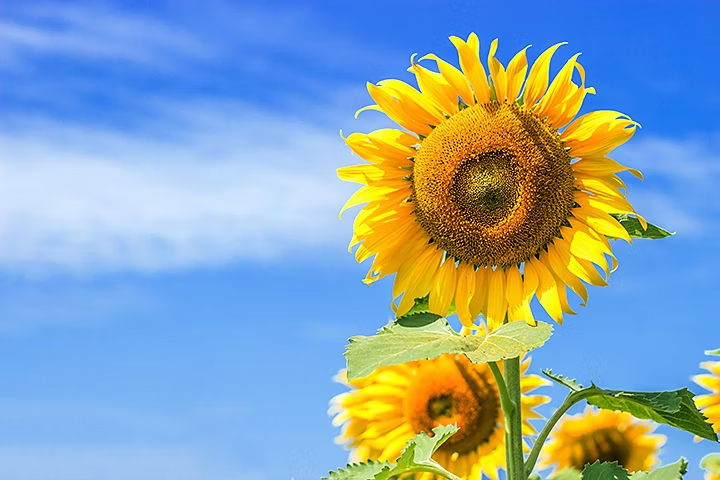 Tres girasoles en el sol con el cielo azul con unos nubes en el fondo