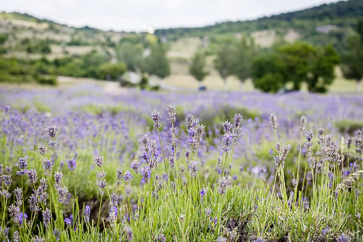 Campo de lavanda en primer plano, con otro campo lleno de árboles en el fondo