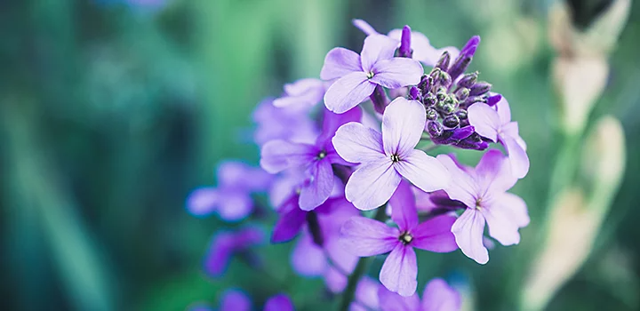 Flores con pétalos moradas en el sol con hojas verdes en el fondo borroso