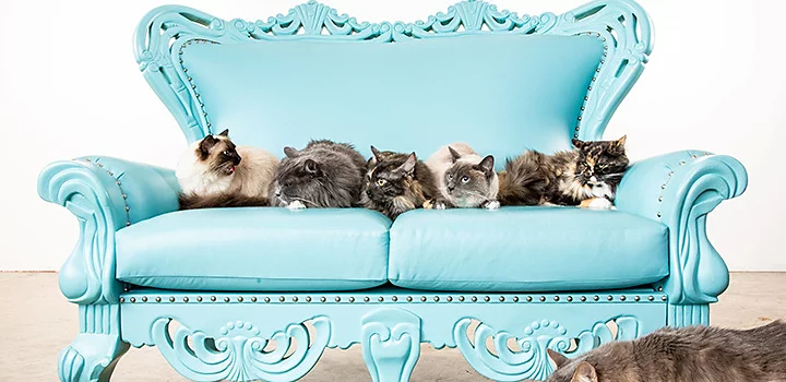 Five cats captured sitting on a funky blue couch