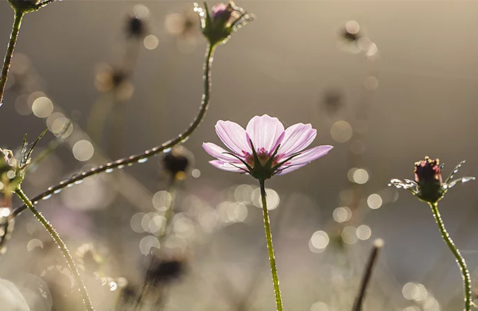 Flor con pétalos rosas en el sol, rodeada por otras flores cubiertas en rocío