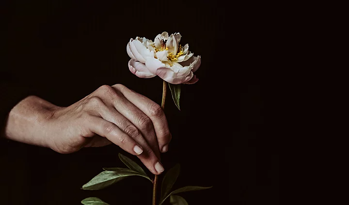 Hand holding a blooming flower