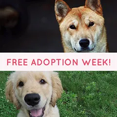 Free Customizable Dog Adoption Poster Templates Adobe Spark