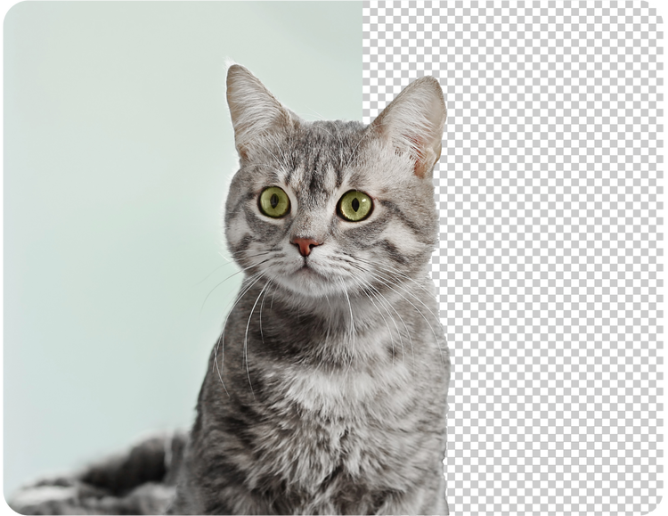 Gray and white cat. The right side of the image's background was removed and it is transparent.