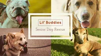 Lil’ Buddies  Senior Dog Rescue Top Social Media Sites 