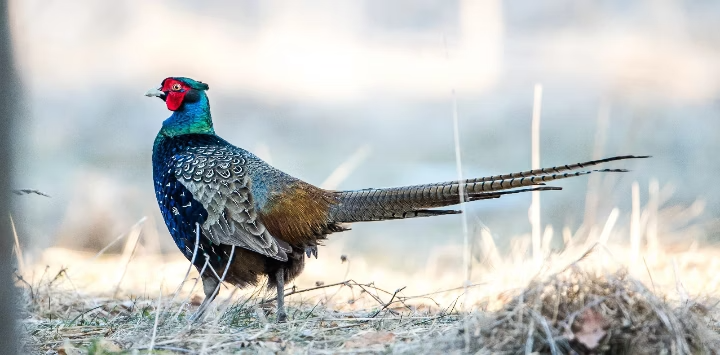 Un faisan aux plumes couleur bleu sarcell