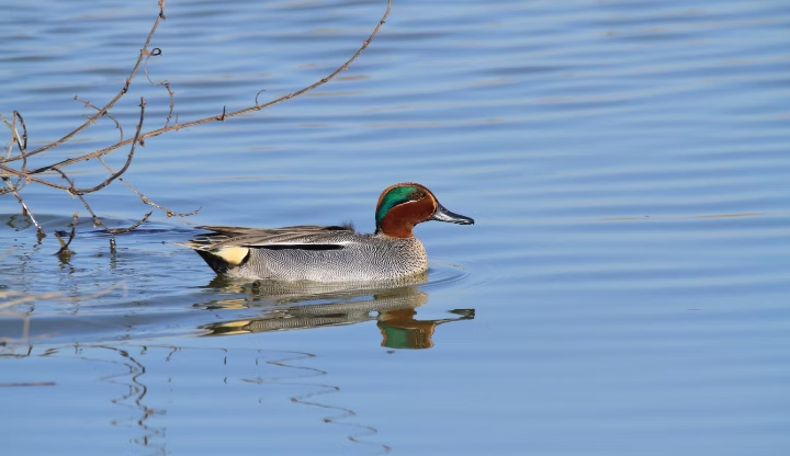 Un canard sarcelle sur une étendue d'eau