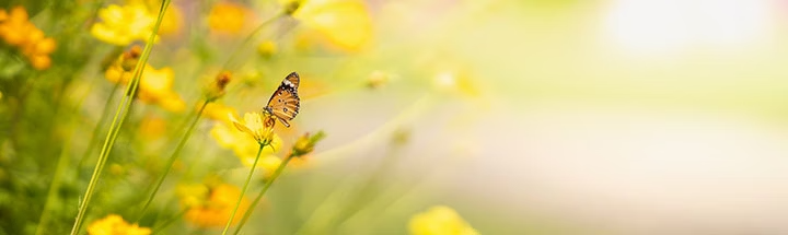 Papillon jaune sur fleur jaune et vert