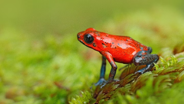 Une grenouille des fraises sur un lit végétal