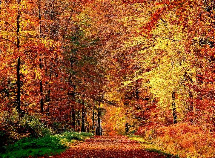 Forêt à l'automne et teintes orange du feuillage