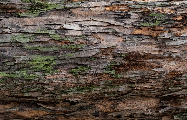 Gros plan sur l'écorce marron d'un tronc d'arbre