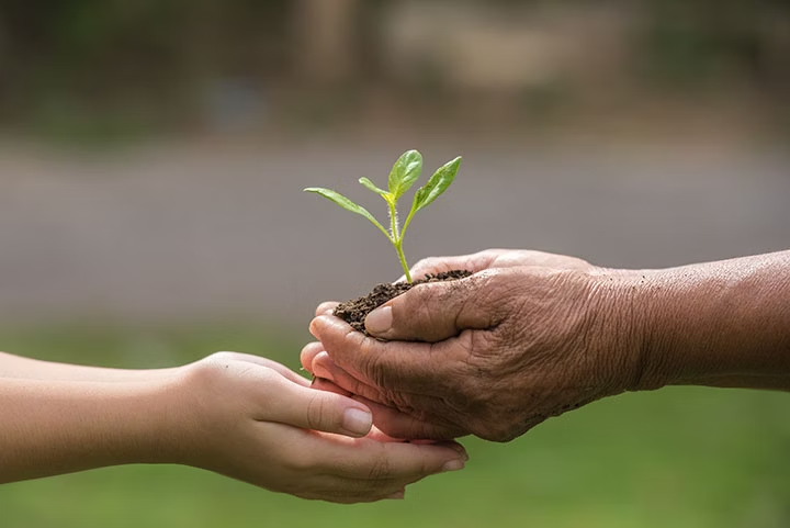 Mains vieilles donnent une plante verte et jeune aux mains jeunes