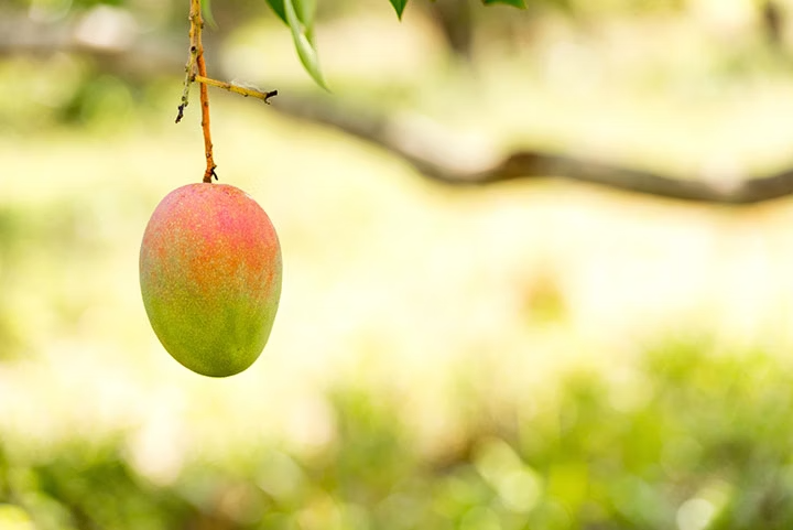 Mangue rouge et vert suspendue à un arbre