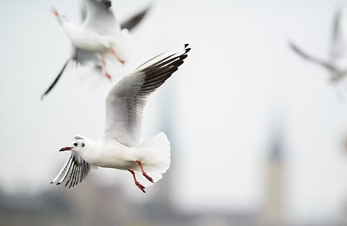 Oiseaux volant dans le ciel