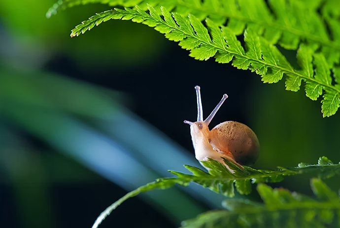 Macrophotographie d'un escargot