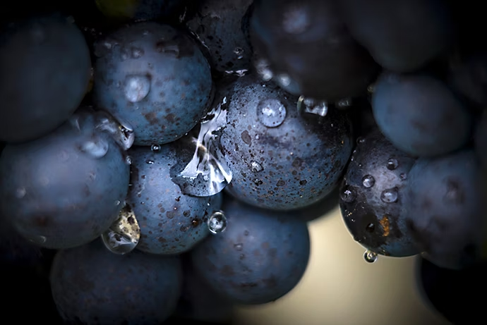 Macrophotographie de raisin noir