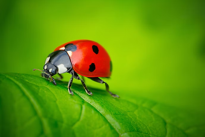 Macrophotographie de coccinelle