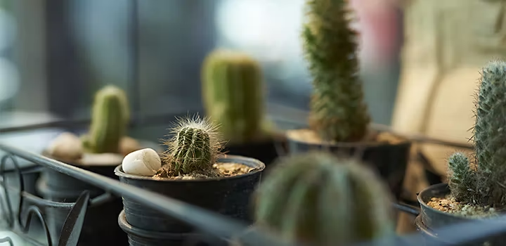 Cactus photographiés avec un effet bokeh