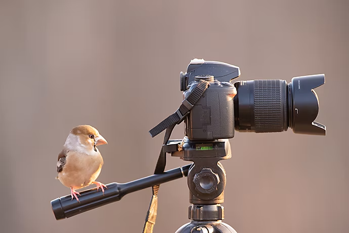 Un oiseau posé sur un appareil photo