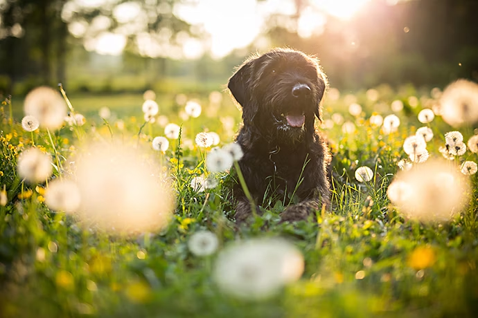 Chien au soleil couchant avec effet bokeh