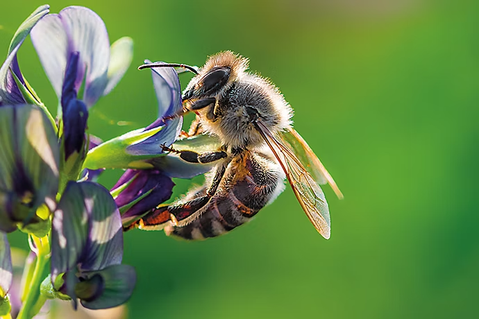 Macrophotographie d'une abeille