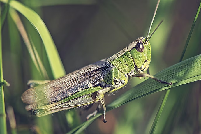 Sauterelle sur une herbe