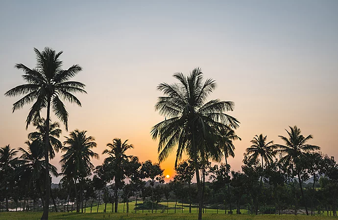 A photo of palm trees evenly placed in a grass field with a sunrise in the background