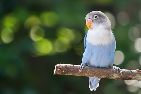 Photo d'un oiseau perché sur une branche