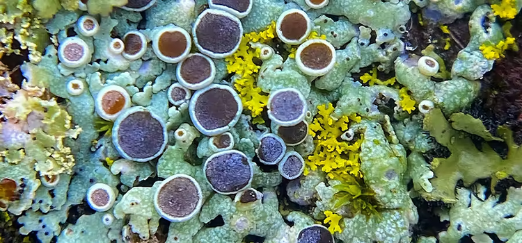 Barnacles and sea plants on a rock displaying texture in photography