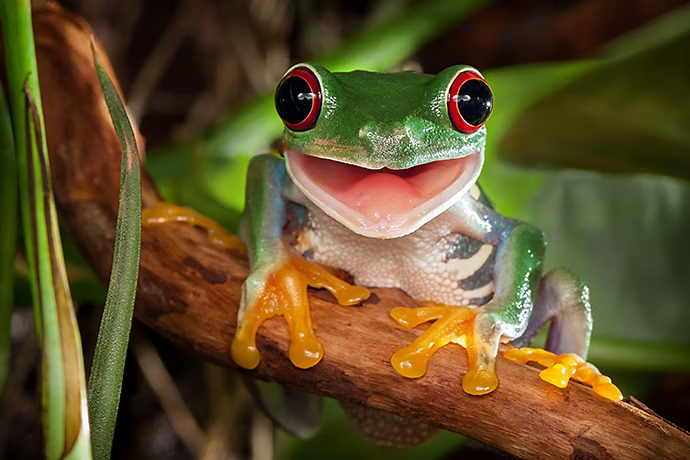 Macrophotographie d'une grenouille