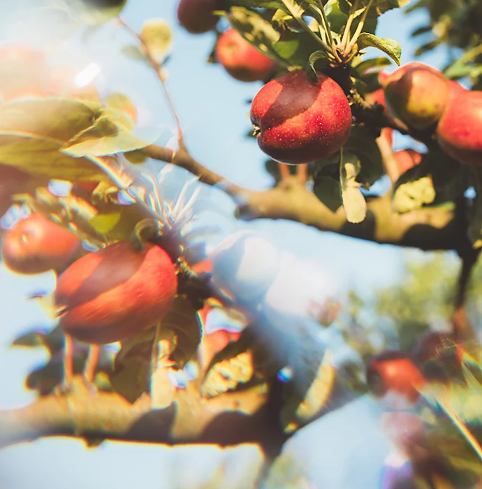 A prism used to distort a photo taken of an apple tree