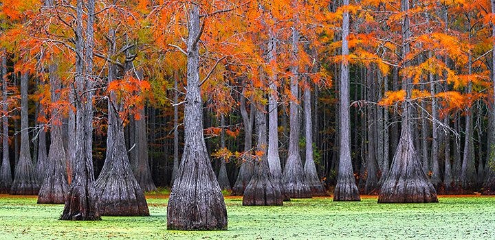 A colorful photo of trees with orange and yellow leaves in autumn