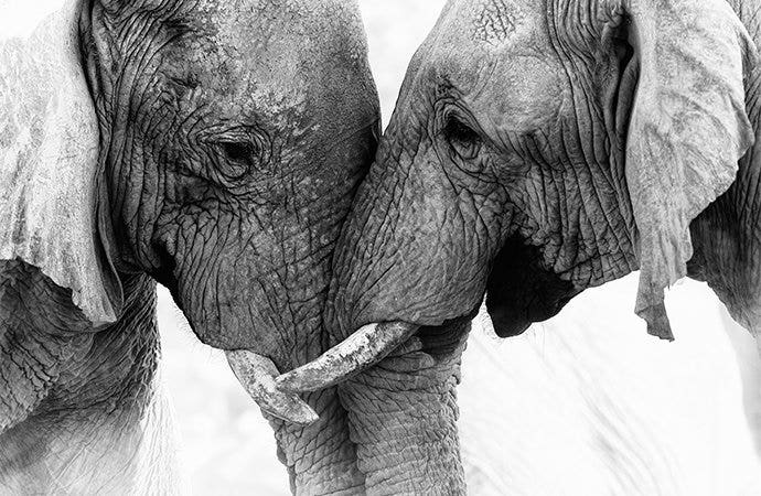 Black and white picture of elephants embracing trunks.