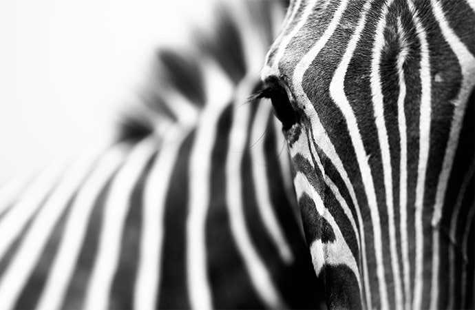 Foto hitam-putih wajah zebra.